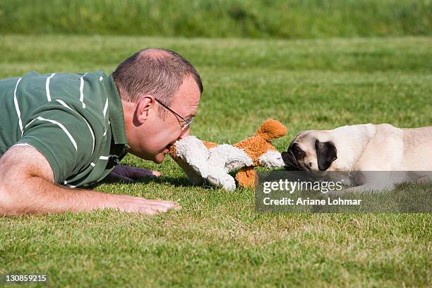 a young male pug and his keeper playing happily in a meadow with a plush toy - zoo keeper stock pictures, royalty-free photos & images