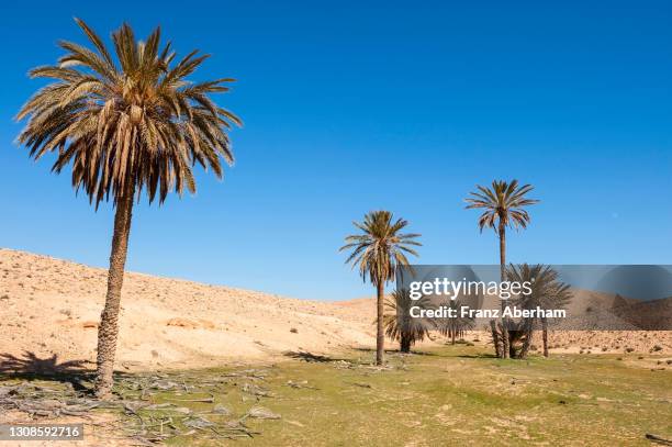 date palms in wadi, tunesia - date palm tree stock pictures, royalty-free photos & images