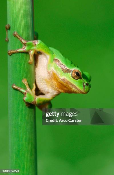Toad Standing Rear 80 Toad Standing Stock Photos, High-Res Pictures, and Images - Getty Images
