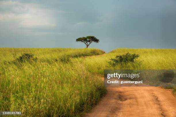 strada africana attraverso la savana verde, uganda - acacia tree foto e immagini stock