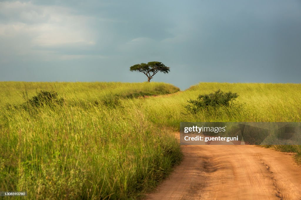 Afrikansk väg genom den gröna savannen, Uganda