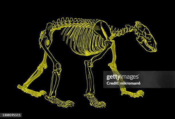 old engraved illustration of skeleton of bear - bear paw print stockfoto's en -beelden