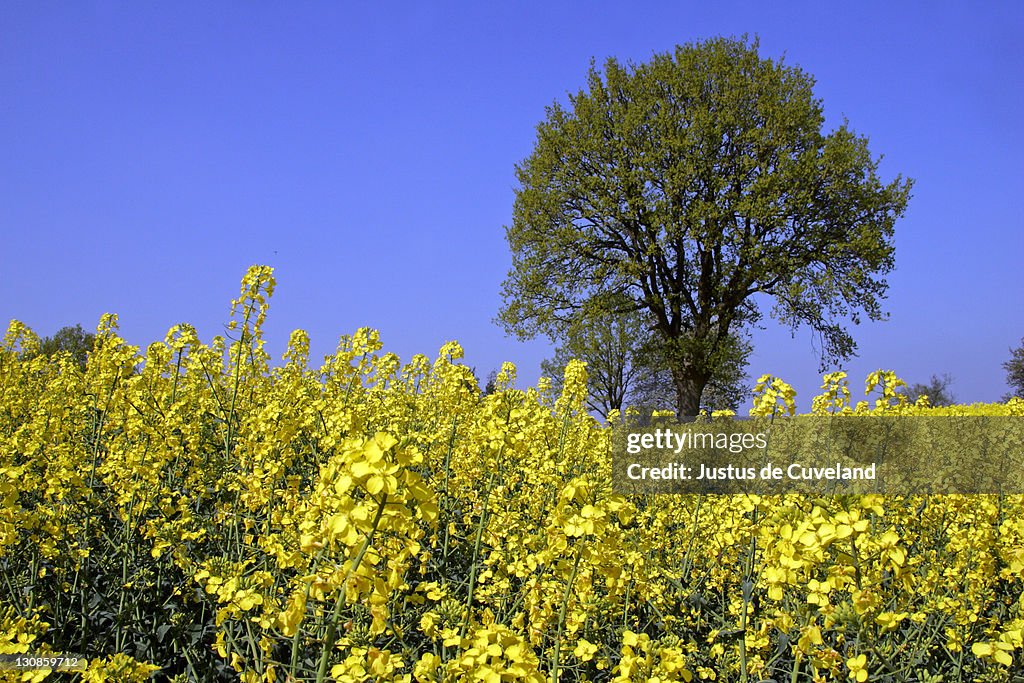 English oaks in a flowering rape field - pedunculate oak (Quercus robur) (Brassica napus) - Schleswig-Holstein, Germany, Europe