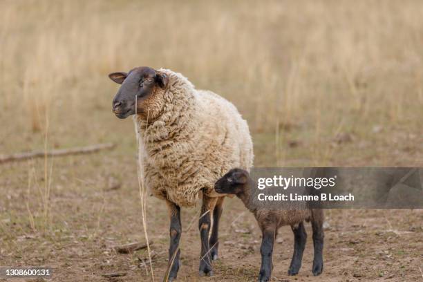 mother sheep and recently born lamb in a dry paddock - lianne loach stock pictures, royalty-free photos & images