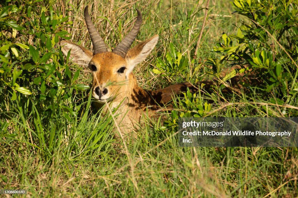 Common Reedbuck