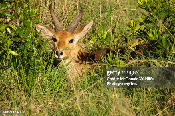 40 Reedbuck (Redunca Arundinum) Stock Photos, High-Res Pictures, and ...