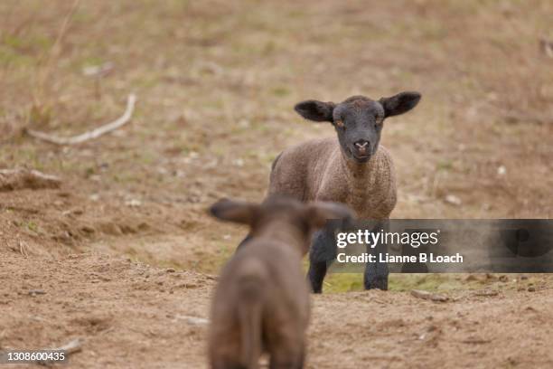 two brown lambs looking at each other. - lianne loach stock pictures, royalty-free photos & images