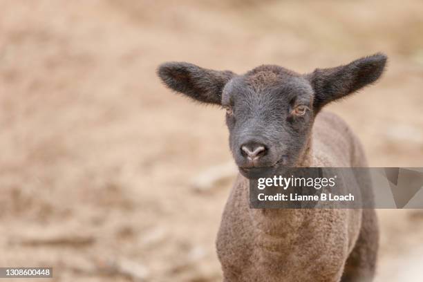 closeup of brown baby lamb. - lianne loach stock pictures, royalty-free photos & images