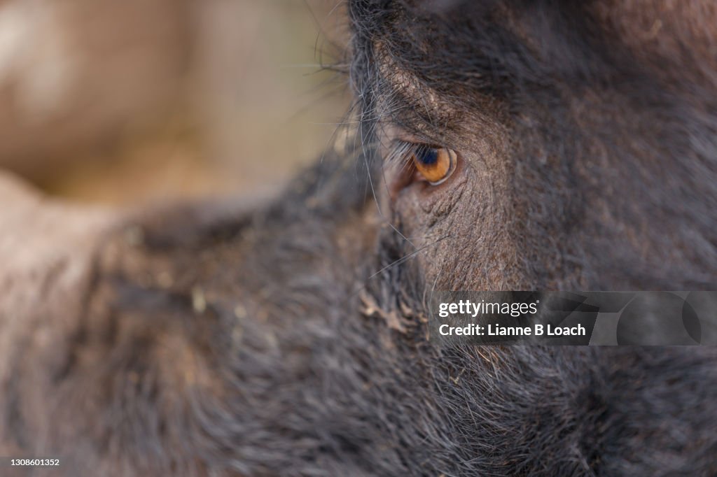 Closeup of a Berkshire pig face in profile.