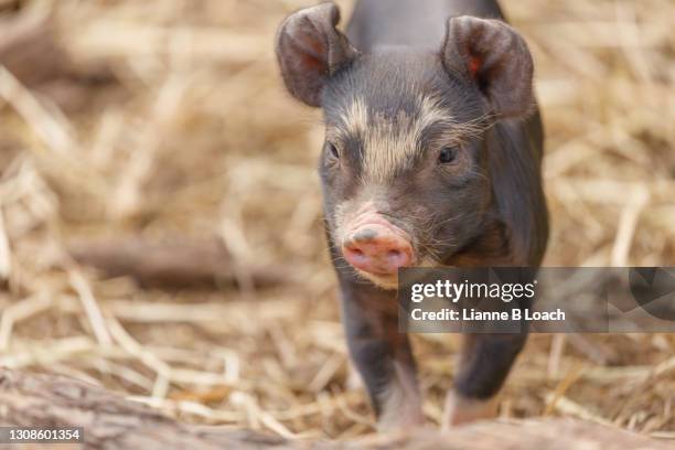berkshire piglet with curled back ears - pig back stock pictures, royalty-free photos & images