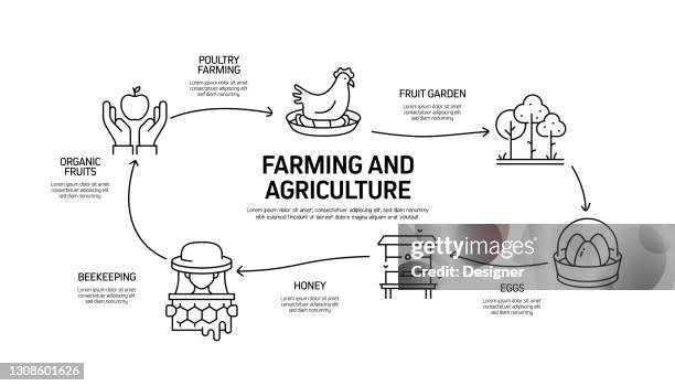 stockillustraties, clipart, cartoons en iconen met landbouw en landbouw gerelateerde proces infographic sjabloon. procestijdlijndiagram. werkstroomlay-out met pictogrammen - livestock infograph