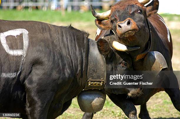 combat of queens, swiss cow fighting, aproz, valais, switzerland - cantòn vallese foto e immagini stock