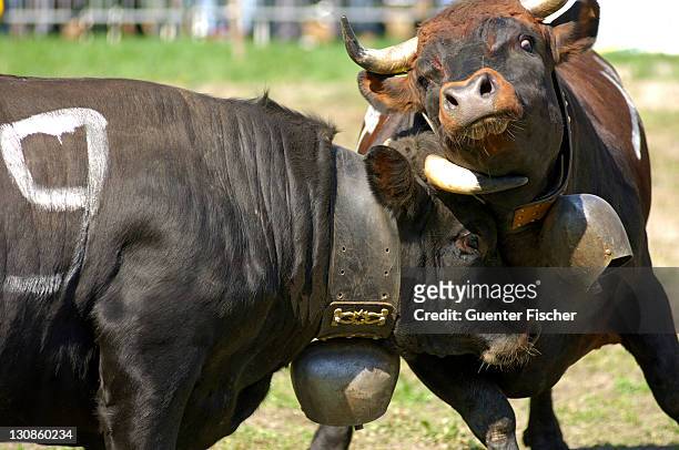 combat of queens, swiss cow fighting, aproz, valais, switzerland - cow eyes stock pictures, royalty-free photos & images