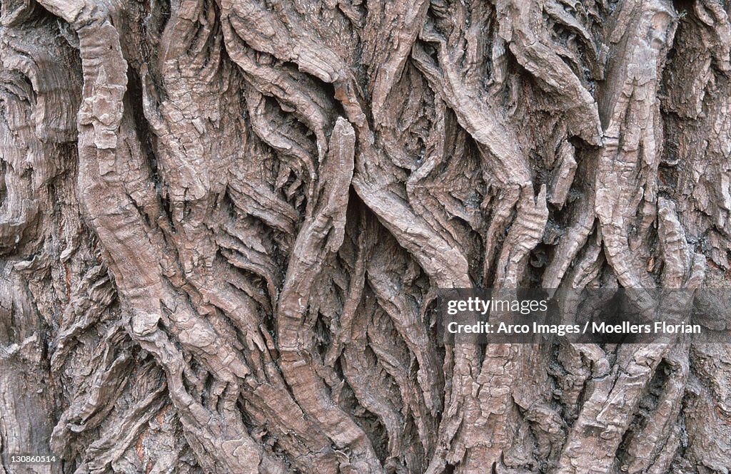Bark detail of White Willow, Hungary / (Salix alba)
