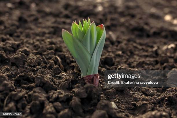 young green tulip sprouts grow from the soil in spring close-up. - plante à bulbe photos et images de collection