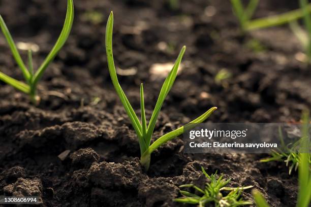 a sprout of sprung garlic from the ground. - onion field stock pictures, royalty-free photos & images