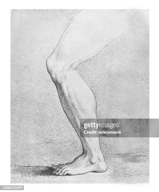 old engraved illustration of sketching male leg- learning to draw - male feet fotografías e imágenes de stock