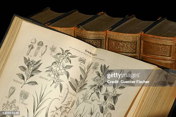 illustrations of spice plants in an old encyclopedia - enciclopedia stock pictures, royalty-free photos & images