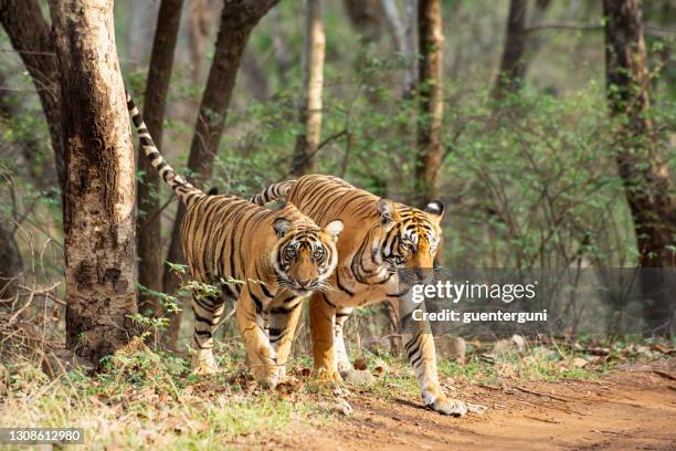 bengaltiger (panthera tigris tigris) im ranthambhore nationalpark - königstiger stock-fotos und bilder