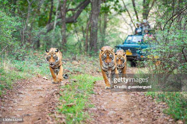 bengal tigers (panthera tigris tigris) in front of tourist car - bengal tiger stock pictures, royalty-free photos & images