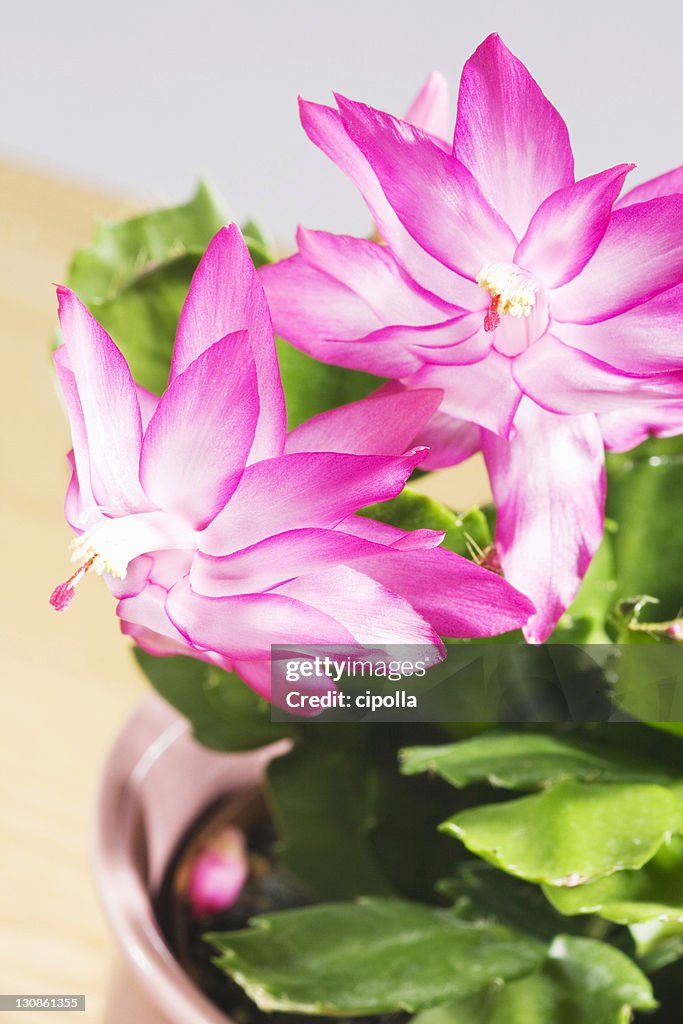 Thanksgiving or Christmas Cactus (Zygocactus), Schlumbergera