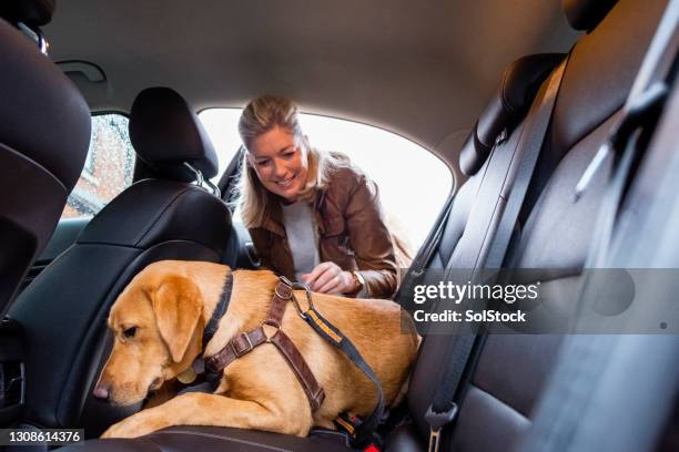 bereit für die reise - dog in car stock-fotos und bilder