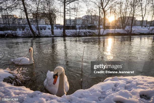 swans at sunrise by the riverbank, montargis, france - loiret fotografías e imágenes de stock