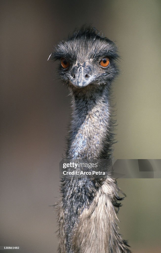 Emu / (Dromaius novaehollandiae)