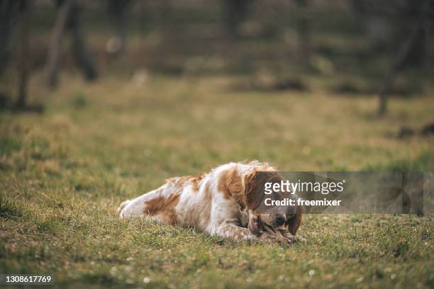 hund isst frischen rohen fleischigen knochen im hinterhof - dog with a bone stock-fotos und bilder