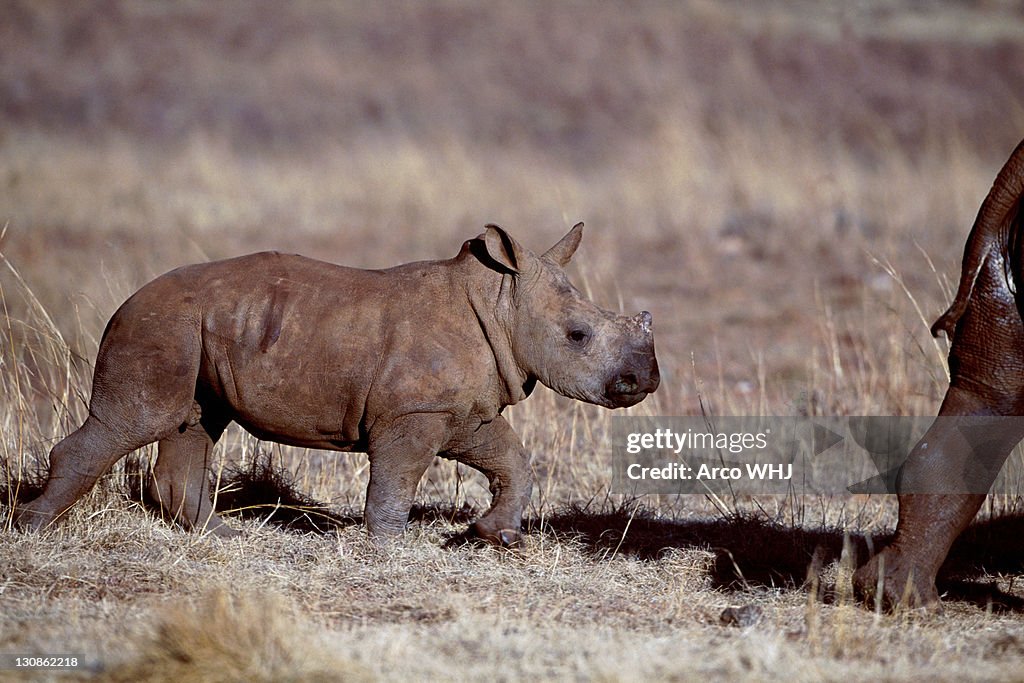 Wide-mouthed Rhinoceros, calf, Gauteng Province, South Africa / (Ceratotherium simum)