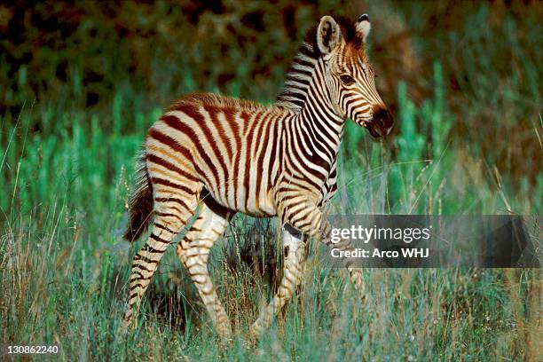 burchell's zebra, foal, pilanesberg park, south africa / (equus quagga burchelli) - colts stockfoto's en -beelden