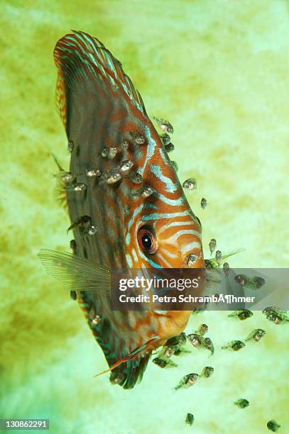 discus fish (symphysodon) and spawn - symphysodon stock pictures, royalty-free photos & images