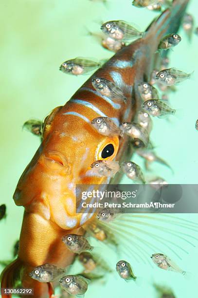 discus fish (symphysodon) and spawn - symphysodon stock pictures, royalty-free photos & images