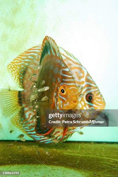 adult discus fish (symphysodon) and spawn - symphysodon stock pictures, royalty-free photos & images