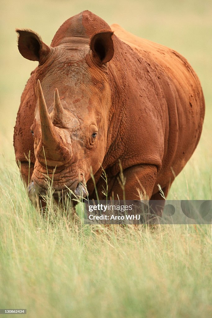 Wide-mouthed Rhinoceros, Gauteng Province, South_Africa / (Ceratotherium simum)