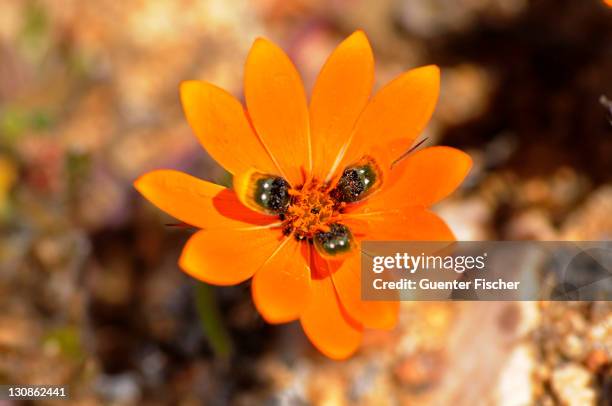 beetle daisy (gorteria diffusa), springbok, namaqualand, south africa - different types of daisies stock pictures, royalty-free photos & images