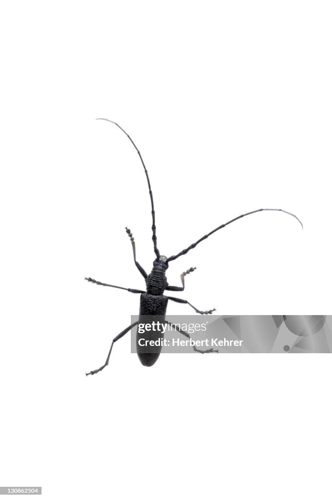 Cerambyx cerdo