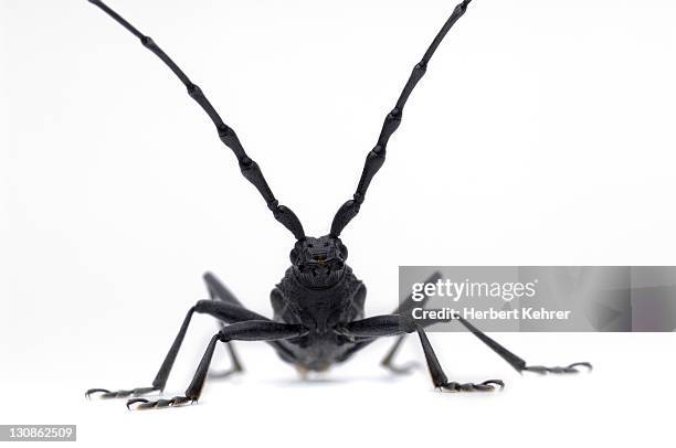 Cerambyx Cerdo, Foto stock