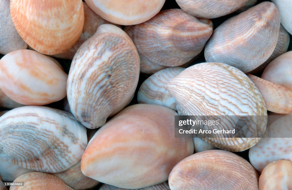 Slipper Shell Stack Atlantic Slipper Shells Sanibel Island Florida Usa High-Res Stock Photo ...