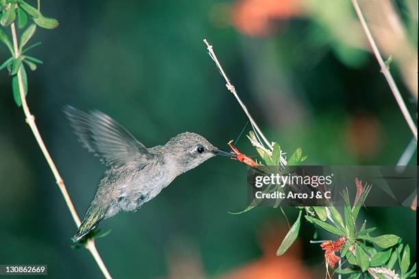 young costa's hummingbird, sonora desert, arizona, usa / (calypte costae) - kolibri fotografías e imágenes de stock