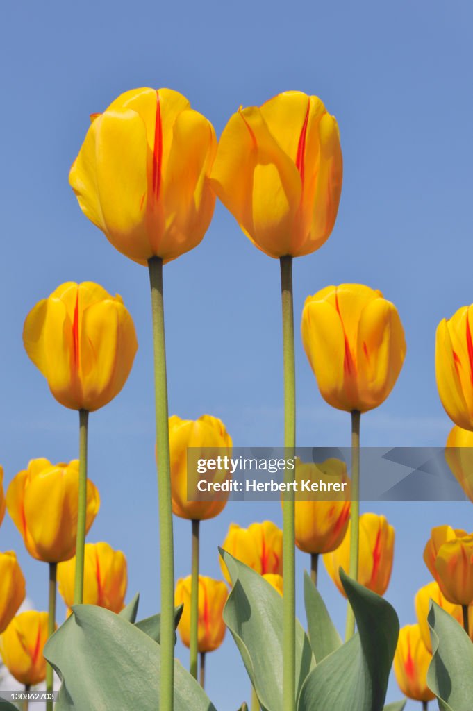 Didier's Tulip (Tulipa gesneriana)