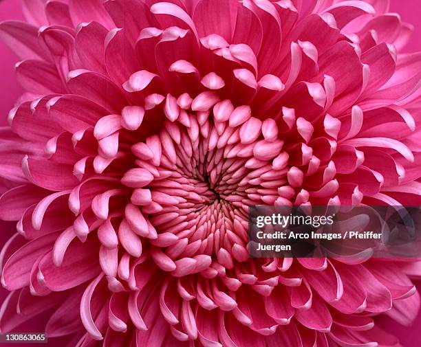 chrysantheme / (chrysanthemum hybride) - chrysantheme stockfoto's en -beelden