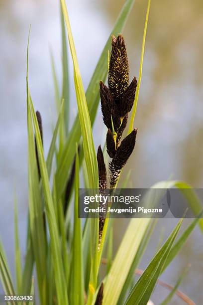 great pond-sedge (carex riparia) - sedge stock pictures, royalty-free photos & images