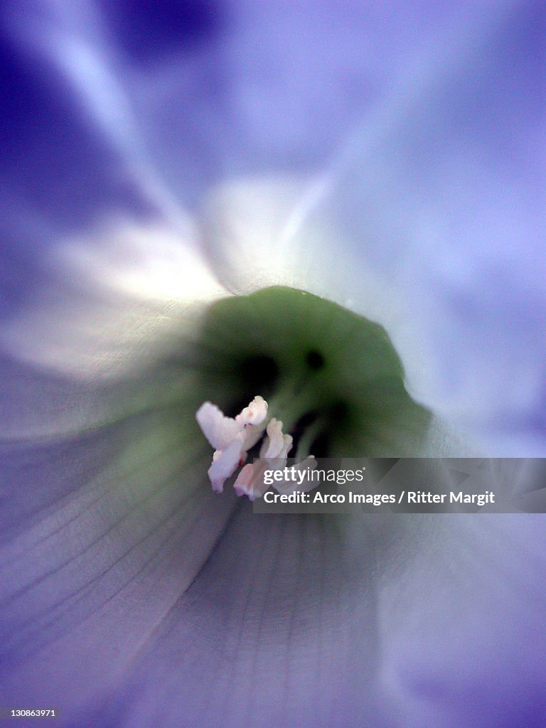 Field Bindweed, blossom detail / (Convolvulus arvensis)