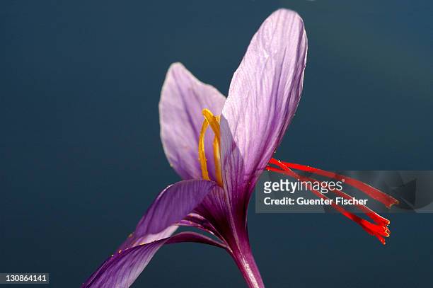 autumn crocus, saffron flower, crocus sativus, mund, valais, switzerland - saffron 個照片及圖片檔