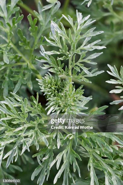 absinthe wormwood (artemisia absinthium) leaves, germany, europe - alsem stockfoto's en -beelden