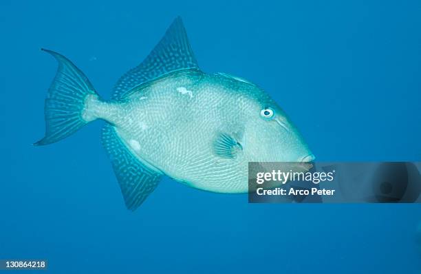 gray triggerfish, atlantic / (balistes carolinensis, balistes capriscus) - triggerfish stockfoto's en -beelden