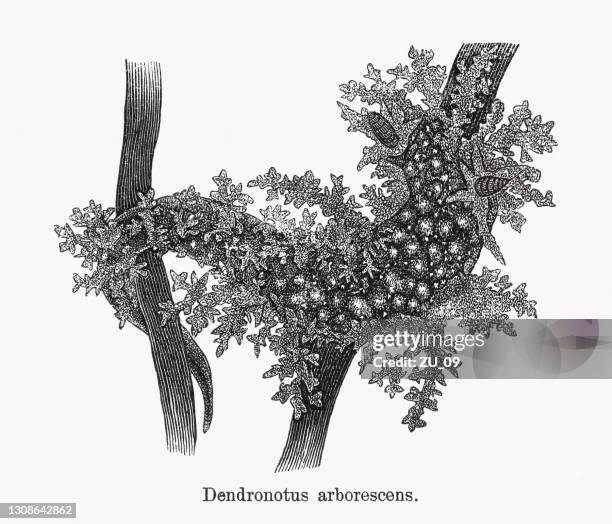 bushy backed dendronotid (dendronotus frondosus), holzstich, veröffentlicht 1893 - nordpazifik stock-grafiken, -clipart, -cartoons und -symbole