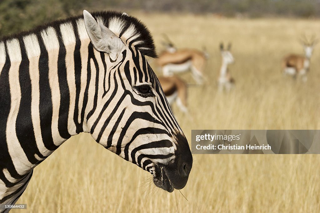 Plains Zebra (Equus quagga, formerly Equus burchelli), also known as the Common Zebra or Burchell's Zebra and Springbok Antelopes (Antidorcas marsupialis), Etosha National Park, Namibia, Africa