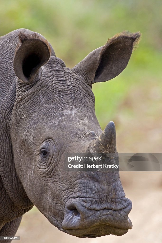 White Rhinoceros (Ceratotherium simum), St. Lucia Wetland National Park, South Africa, Africa
